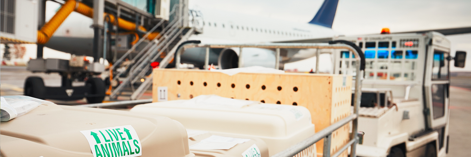 Airport IT Transformation & Outsourcing